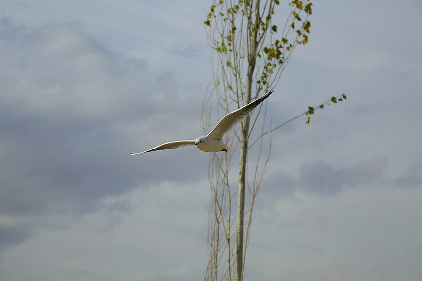 Seagull Flying Past Tall Tree Against Cloudy Sky