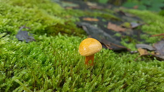Small orange mushroom growing in vibrant green moss