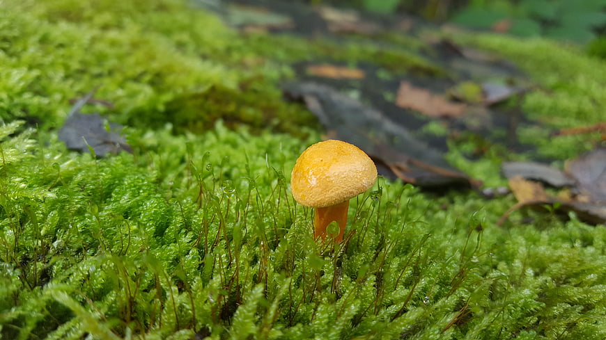 Small orange mushroom growing in vibrant green moss