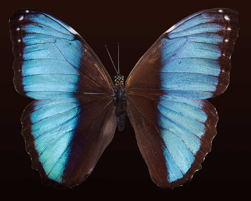 Blue Morpho Butterfly on Dark Background