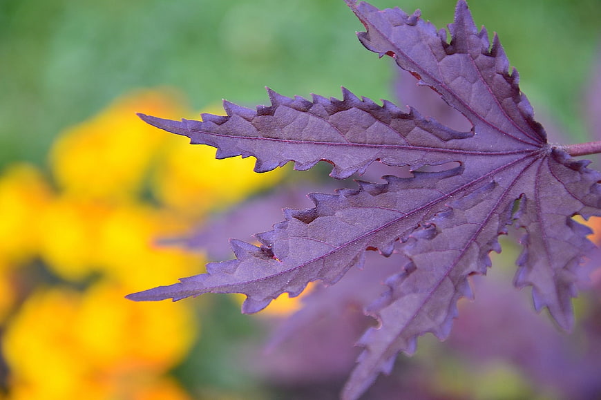 Close-up of purple maple leaf with yellow flower background