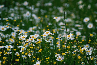 Vibrant Meadow of White Daisies and Yellow Buttercups