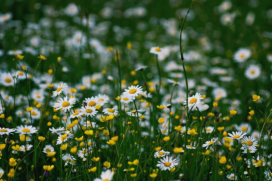 Vibrant Meadow of White Daisies and Yellow Buttercups