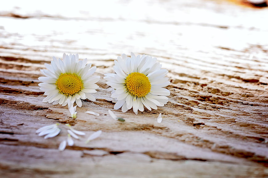 Two White Daisies on Weathered Wood Background