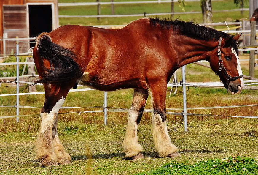 Brown Clydesdale Horse Standing in Grassy Pasture