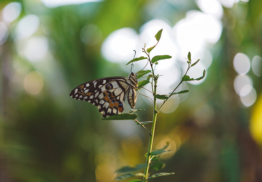 Black and Orange Butterfly on Green Plant Stem