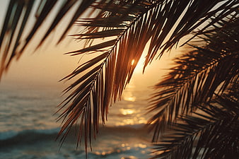 Sunset Through Palm Leaves Over Ocean Waves