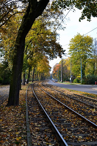 Autumn tram tracks curving through a park with yellow leaves