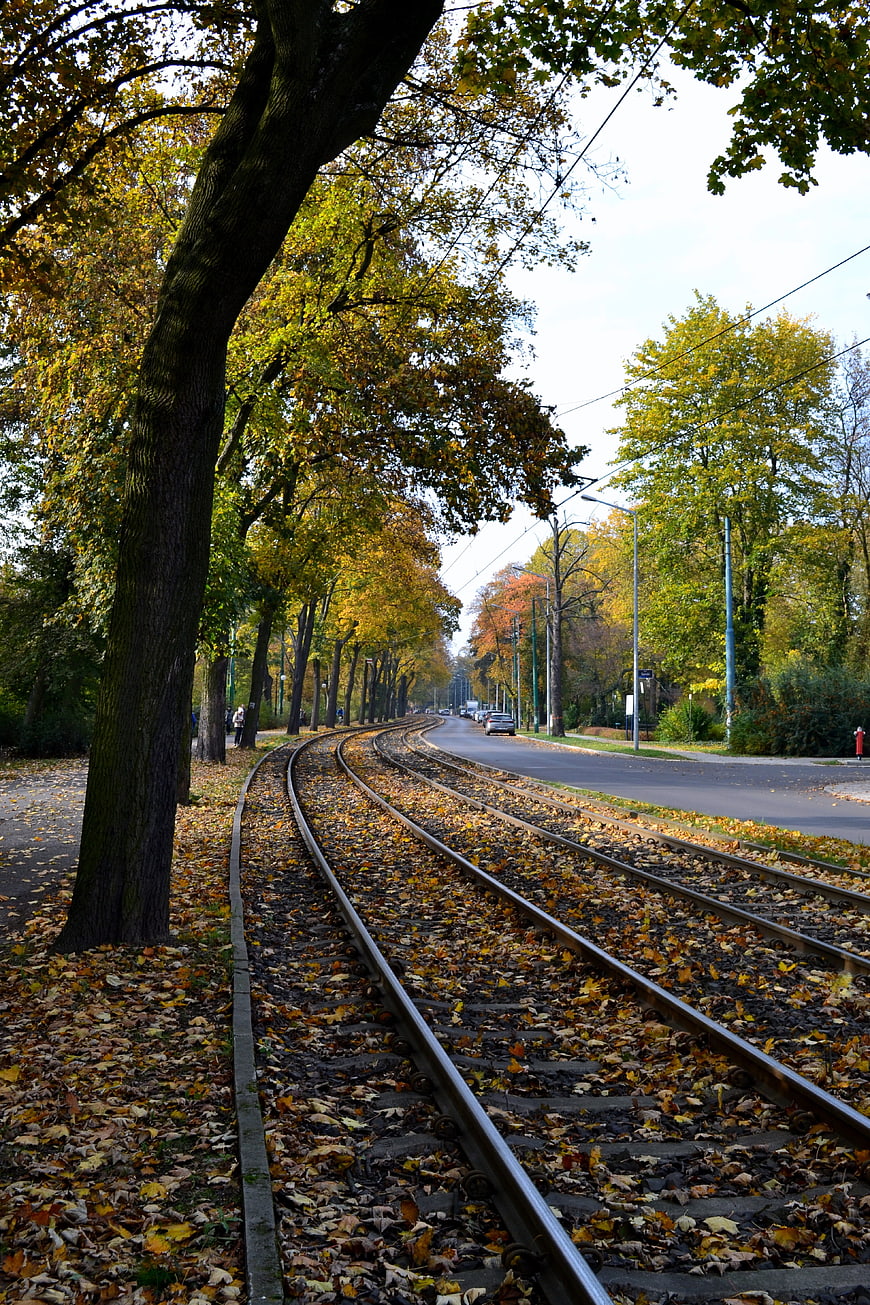 Autumn tram tracks curving through a park with yellow leaves