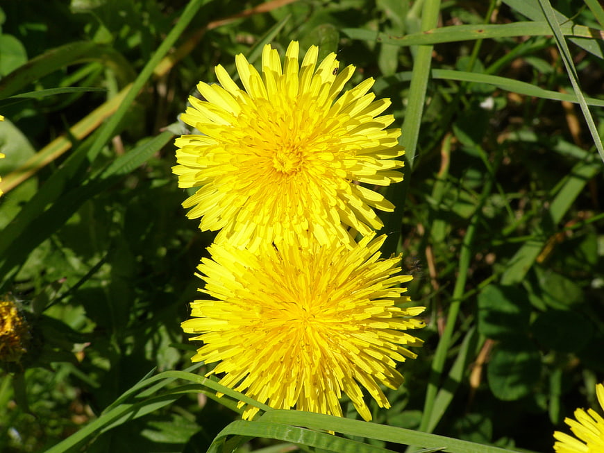 Two bright yellow dandelions blooming in green grass
