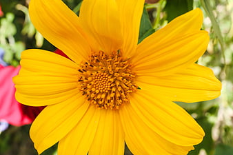 Close-up of a vibrant yellow wild sunflower in bloom
