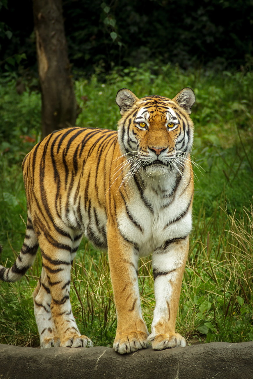 Majestic Tiger Standing in Natural Forest Habitat