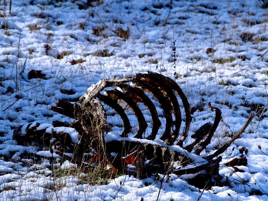 Animal Rib Cage Skeleton in Snowy Winter Field