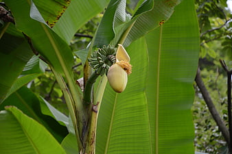 Banana plant with flower and green fruit bunch