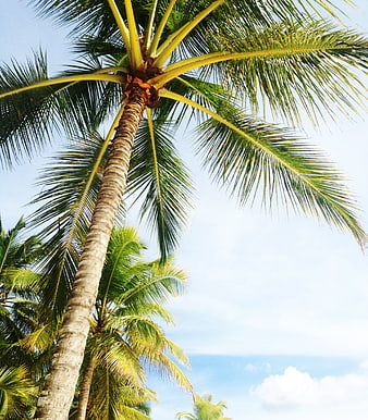 Low angle view of tall palm trees against blue sky