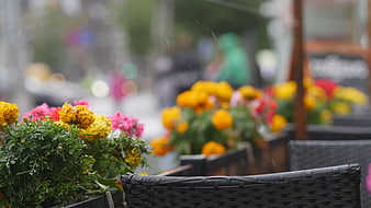 Rainy Day Cafe Flowers in Planter Box