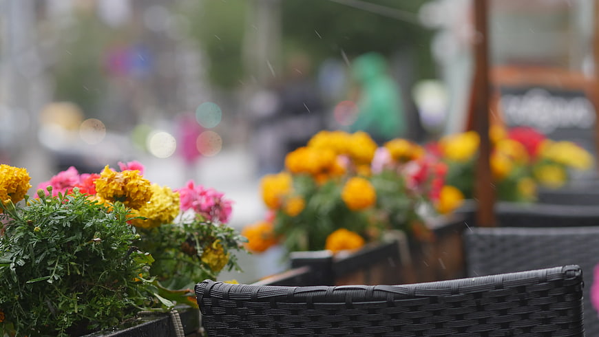 Rainy Day Cafe Flowers in Planter Box