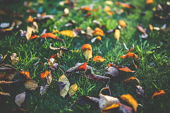Colorful autumn leaves scattered on green grass