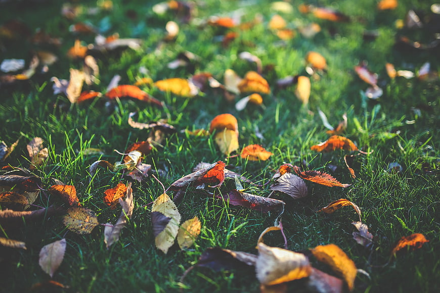 Colorful autumn leaves scattered on green grass