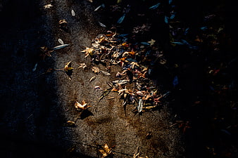Sunlit dry autumn leaves scattered on dark asphalt road