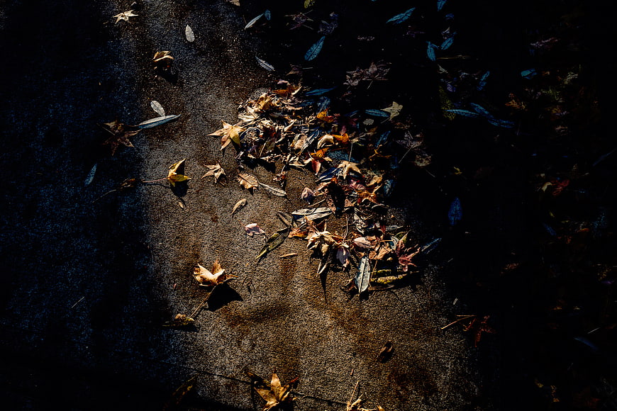 Sunlit dry autumn leaves scattered on dark asphalt road