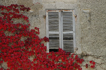 Red autumn ivy leaves climbing an old stone wall with shutters