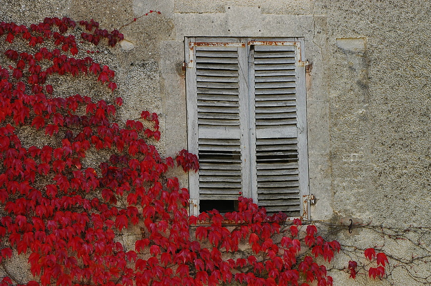 Red autumn ivy leaves climbing an old stone wall with shutters