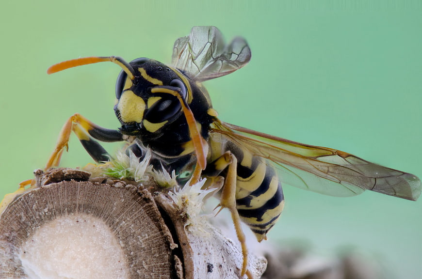 Close-up of a Yellow and Black Wasp on a Branch