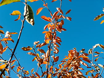 Autumn Leaves on Branches Against Blue Sky
