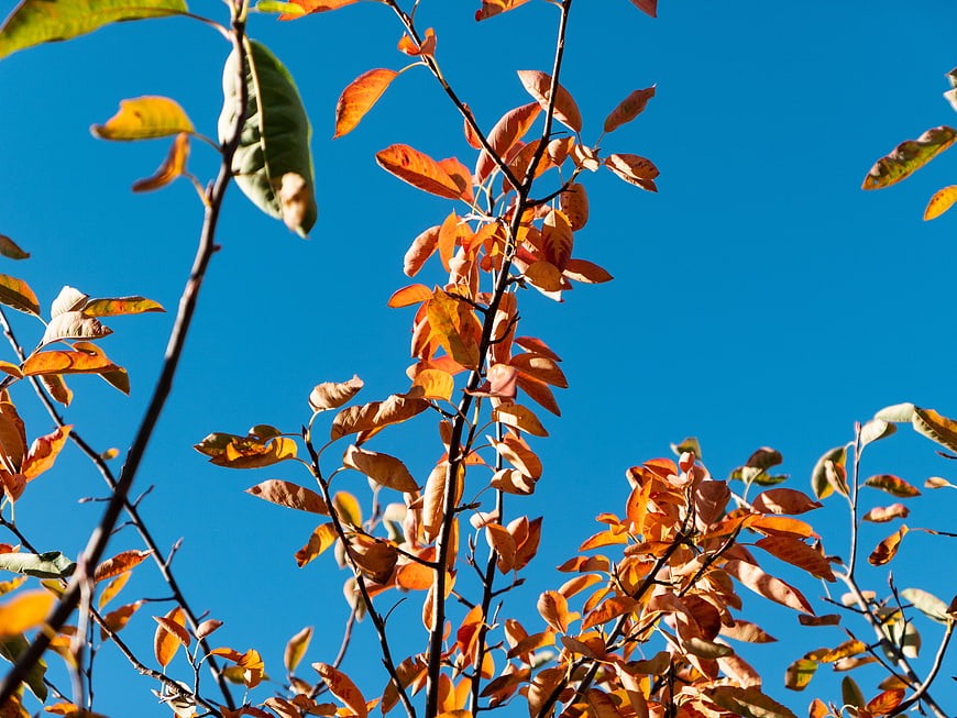 Autumn Leaves on Branches Against Blue Sky