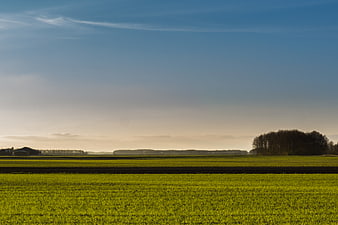 Serene Dutch Countryside Landscape with Green Fields and Blue Sky