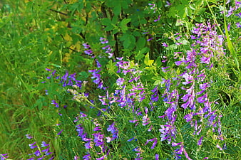 Purple Wildflowers Blooming in Green Spring Meadow
