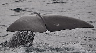 Sperm Whale Tail Fluke Diving Into Churning Ocean Water
