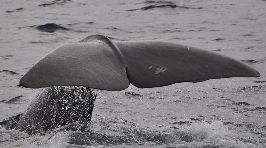 Sperm Whale Tail Fluke Diving Into Churning Ocean Water