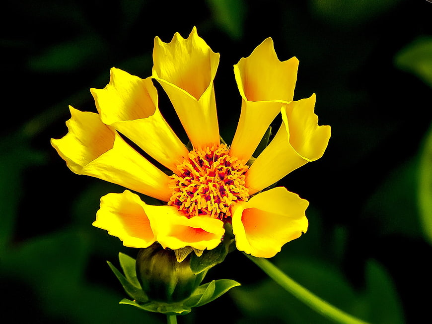 Vibrant Yellow Flower Close Up With Dark Green Background