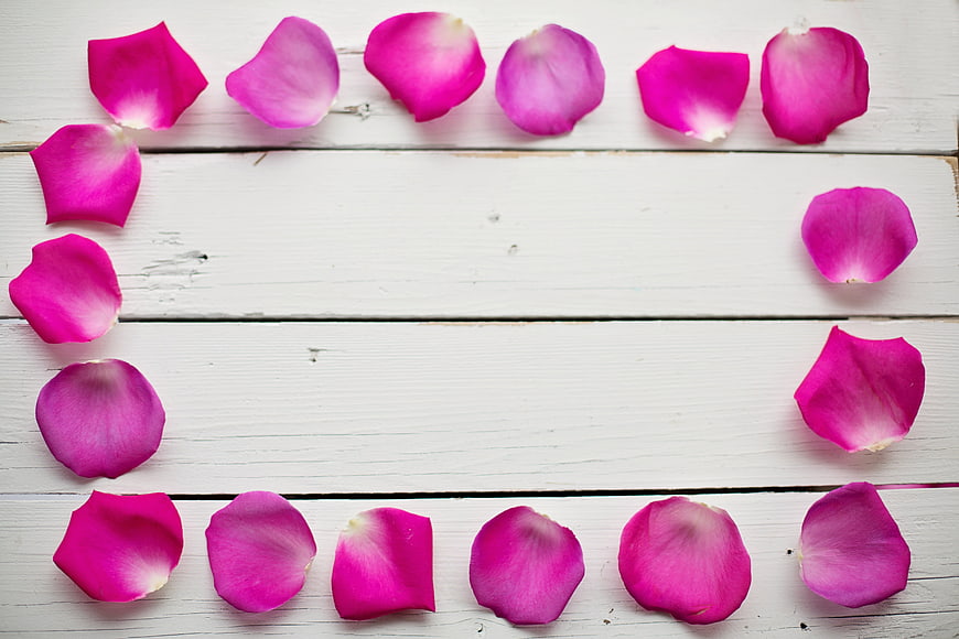 Pink rose petals border on white wooden background
