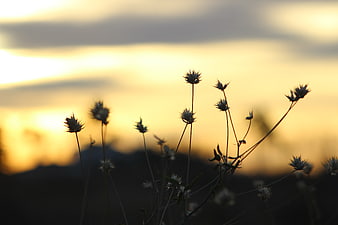Silhouetted Wildflowers Against Golden Sunset Sky