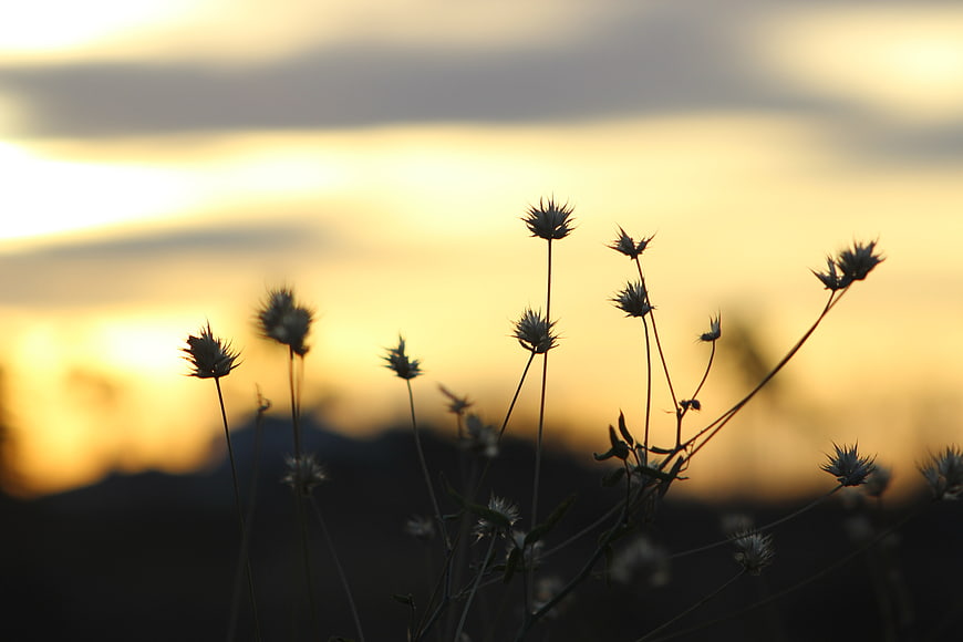 Silhouetted Wildflowers Against Golden Sunset Sky