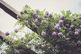 Purple Wisteria Flowers Blooming on Wooden Trellis