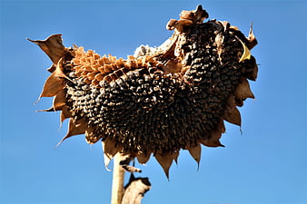 Dried Sunflower Head Against Blue Sky
