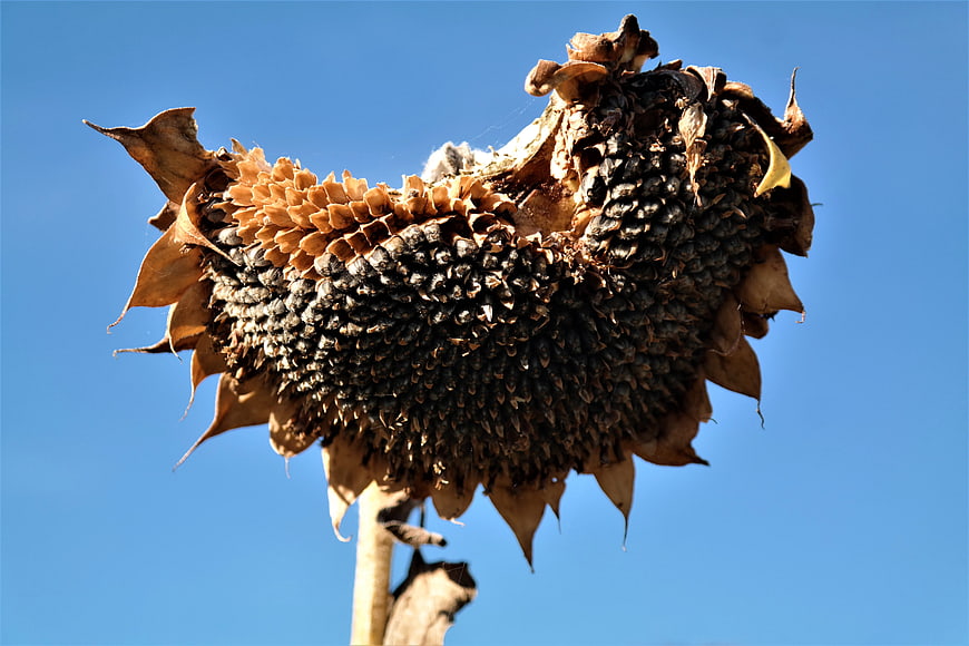 Dried Sunflower Head Against Blue Sky