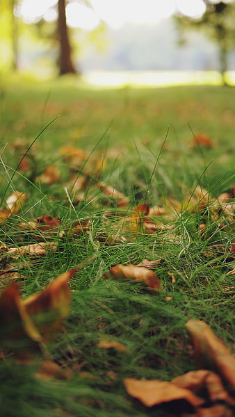Close-up of Green Grass and Fallen Autumn Leaves in a Park