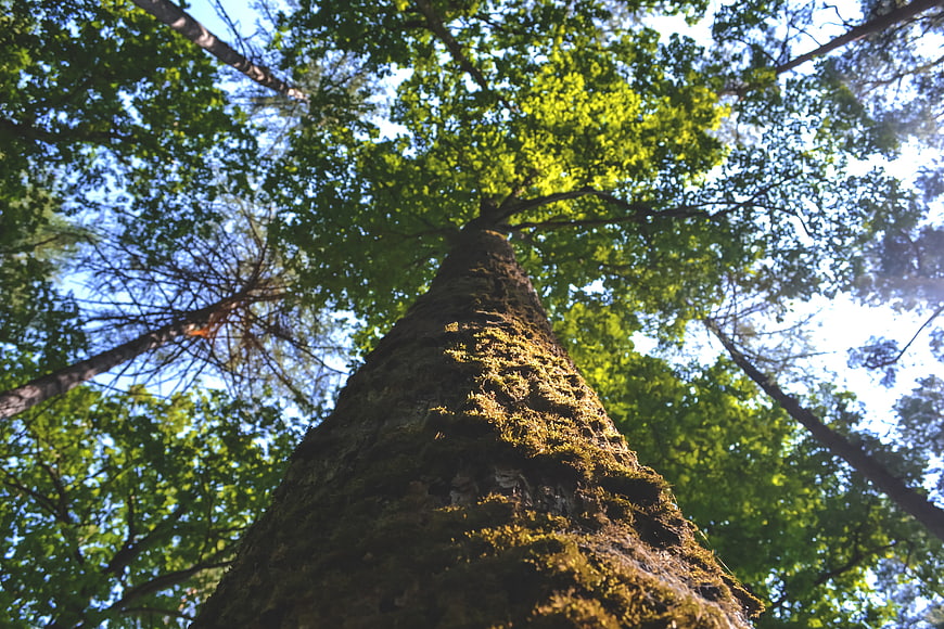 Low angle view of tall mossy tree trunk in forest