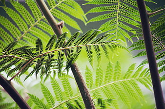 Close-up of vibrant green fern fronds with blurred background