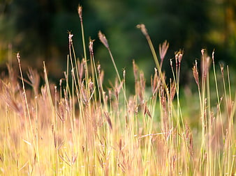 Golden wild grass field with blurred green background
