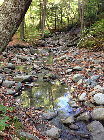 Serene Forest Stream with Rocks and Fallen Leaves