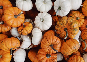 Top View of Orange and White Pumpkins for Autumn Harvest