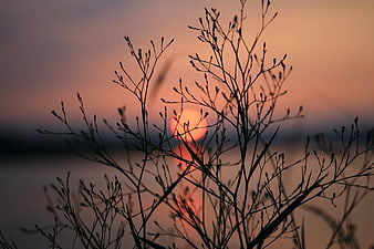 Silhouette of Wild Grass Against Sunset Sky