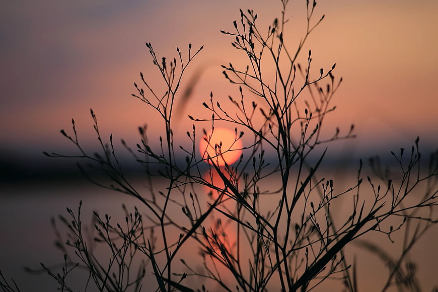 Silhouette of Wild Grass Against Sunset Sky
