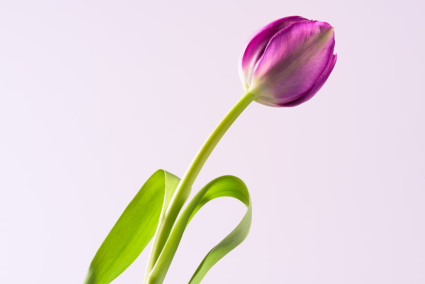 Single Purple Tulip Isolated on Light Background